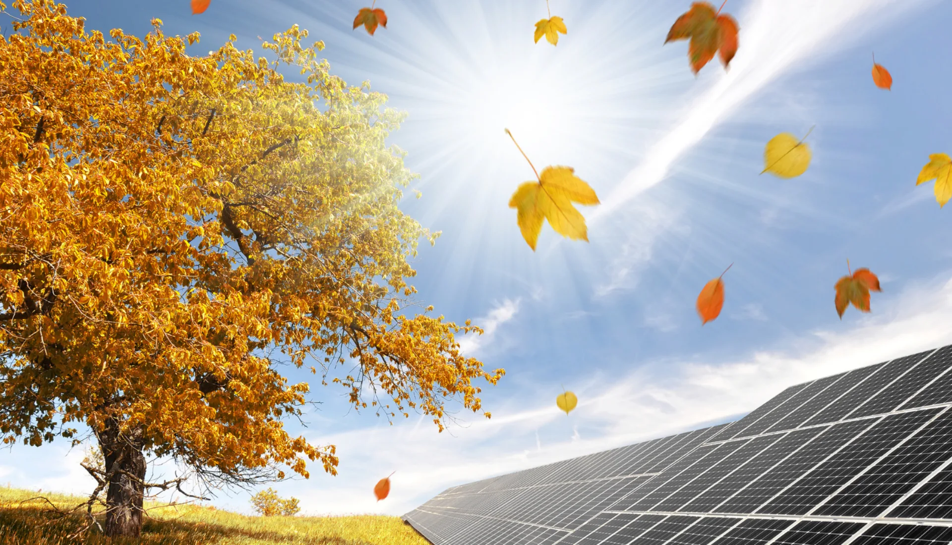 Zonnepanelen en boom