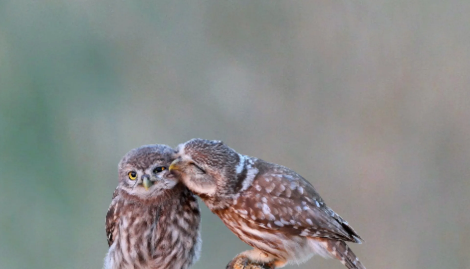 Beleidskader biodiversiteit