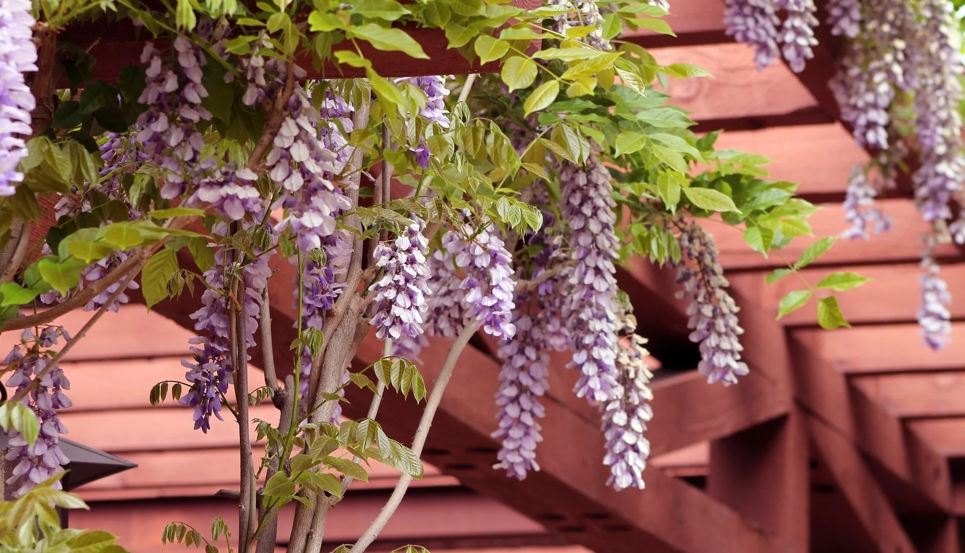 Pergola pixabay 2 1920