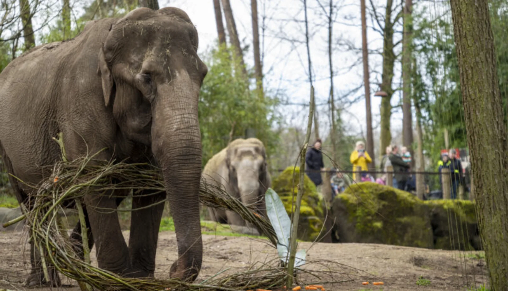 Olifanten eten wilgentakken 800x533