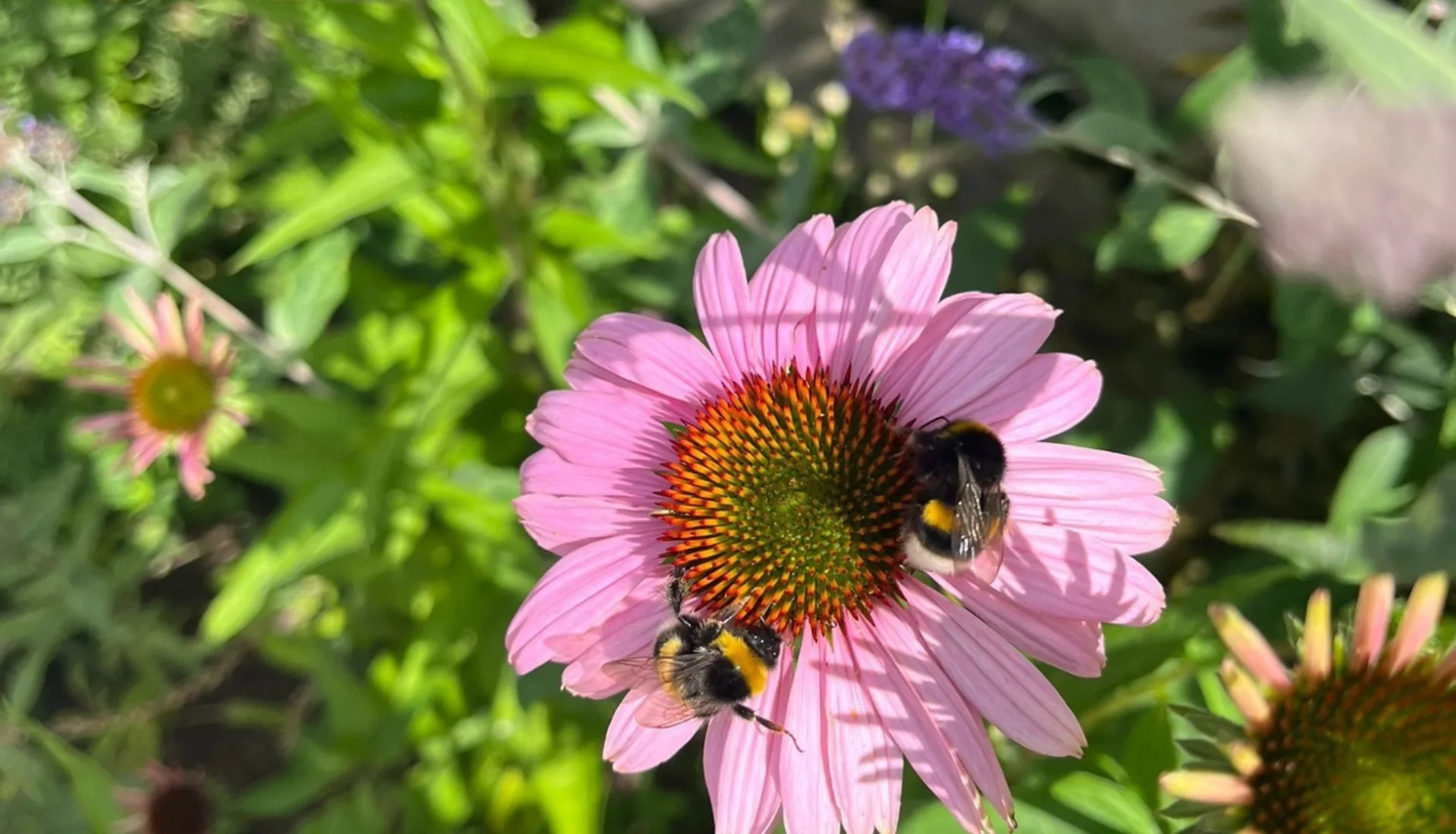 Whats App Image 2025 07 13 at 15 26 09