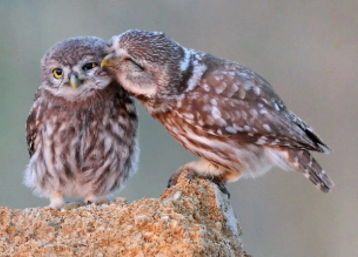 Beleidskader biodiversiteit