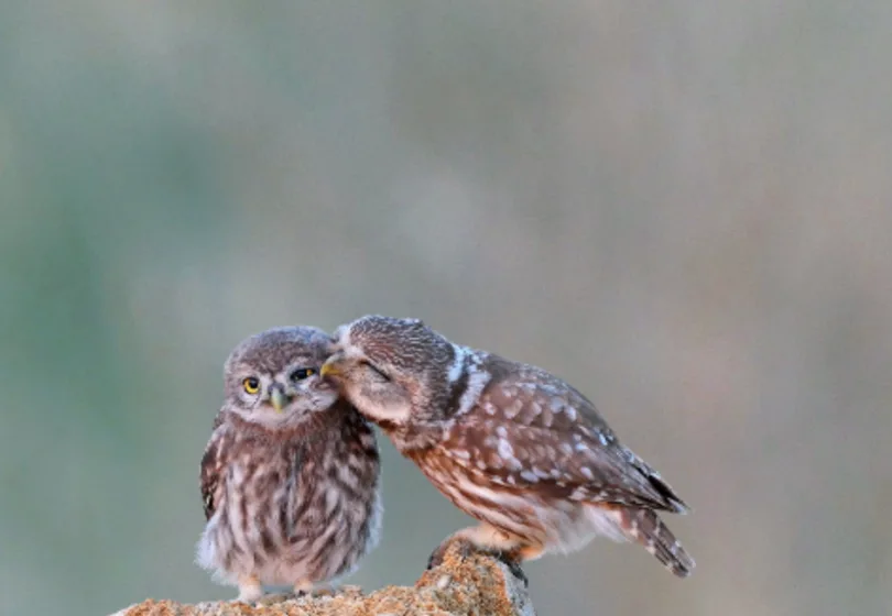 Beleidskader biodiversiteit