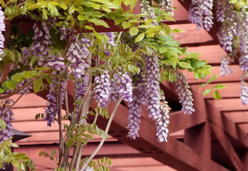 Pergola pixabay 2 1920
